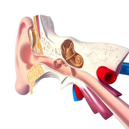 Cochlear Ear Diagram