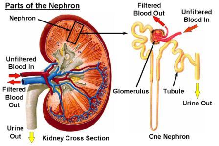 Human Kidney