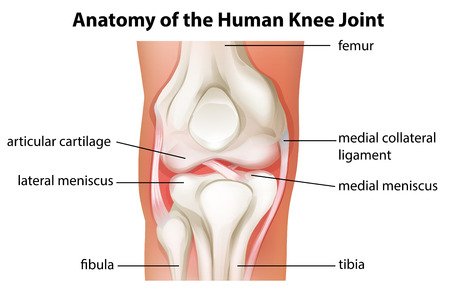 Knee Joint