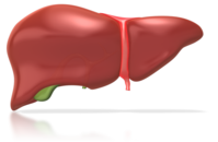 Human Liver