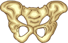 Pelvis
