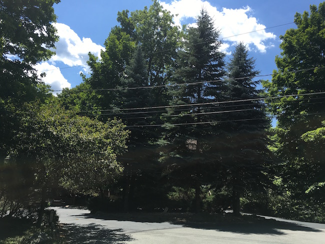 Trees and wires