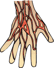 Vascular map of hand